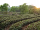 Готовят Лун Цзин только весной, все остальное время чайные кусты отдыхают, набираются силы до следующего сезона.