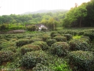 Формовка - чайные кусты подрезают, и, спустя несколько месяцев, с наступлением сезона Цинь Мин, они будут вновь готовы дарить свои листья для чудесного чая!