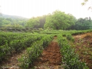 Так выглядят плантации чая Си Ху Лун Цзин.