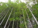 Бамбуковые заросли.