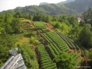 Вид на чайные плантации.